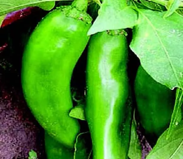 numex-joe-e-parker-pepper-seeds Numex Joe E. Parker Pepper Seeds