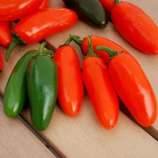 numex-orange-spice-jalapeno-pepper-seeds NuMex Orange Spice Jalapeno Pepper Seeds