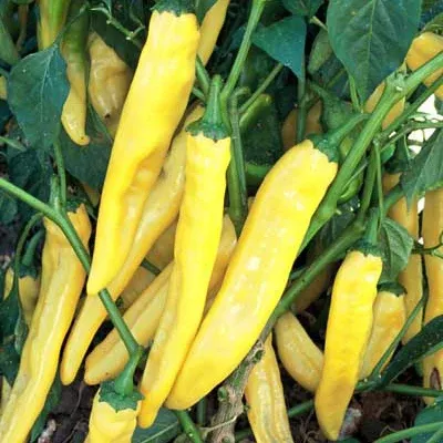 numex-sunrise-pepper Numex Sunrise Pepper