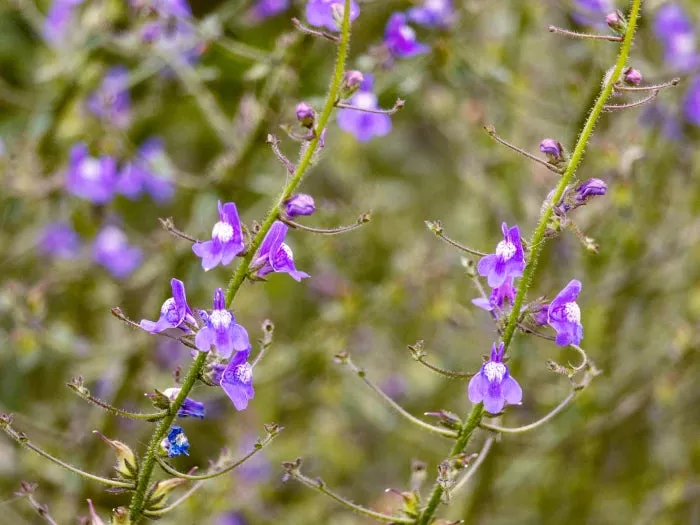 nuttall-s-snapdragon Nuttall's Snapdragon