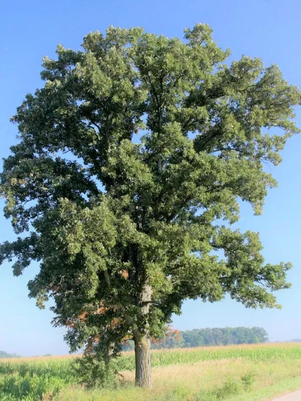 oak-burr Oak 'Burr'