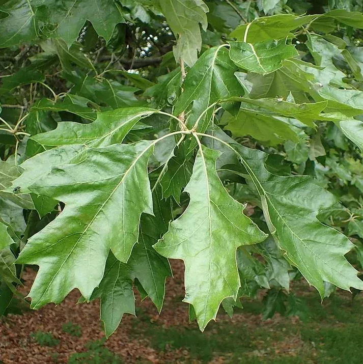 Oak, Cherrybark, Bare Root