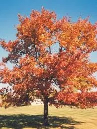 Oak: 'Red' - 10Gal (Bl)