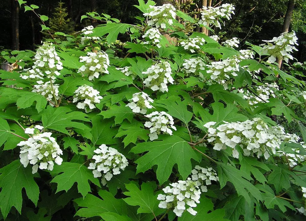 oakleaf-hydrangea-ellen-huff Oakleaf Hydrangea 'Ellen Huff'
