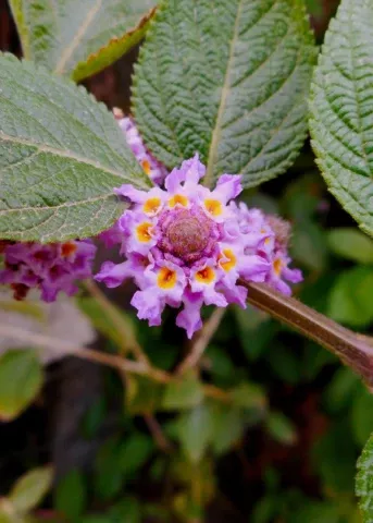 oaxaca-lemon-verbena-lippia-alba Oaxaca Lemon Verbena (Lippia Alba)