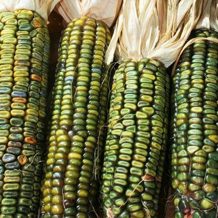 oaxacan-green-dent-ornamental-corn Oaxacan Green Dent Ornamental Corn