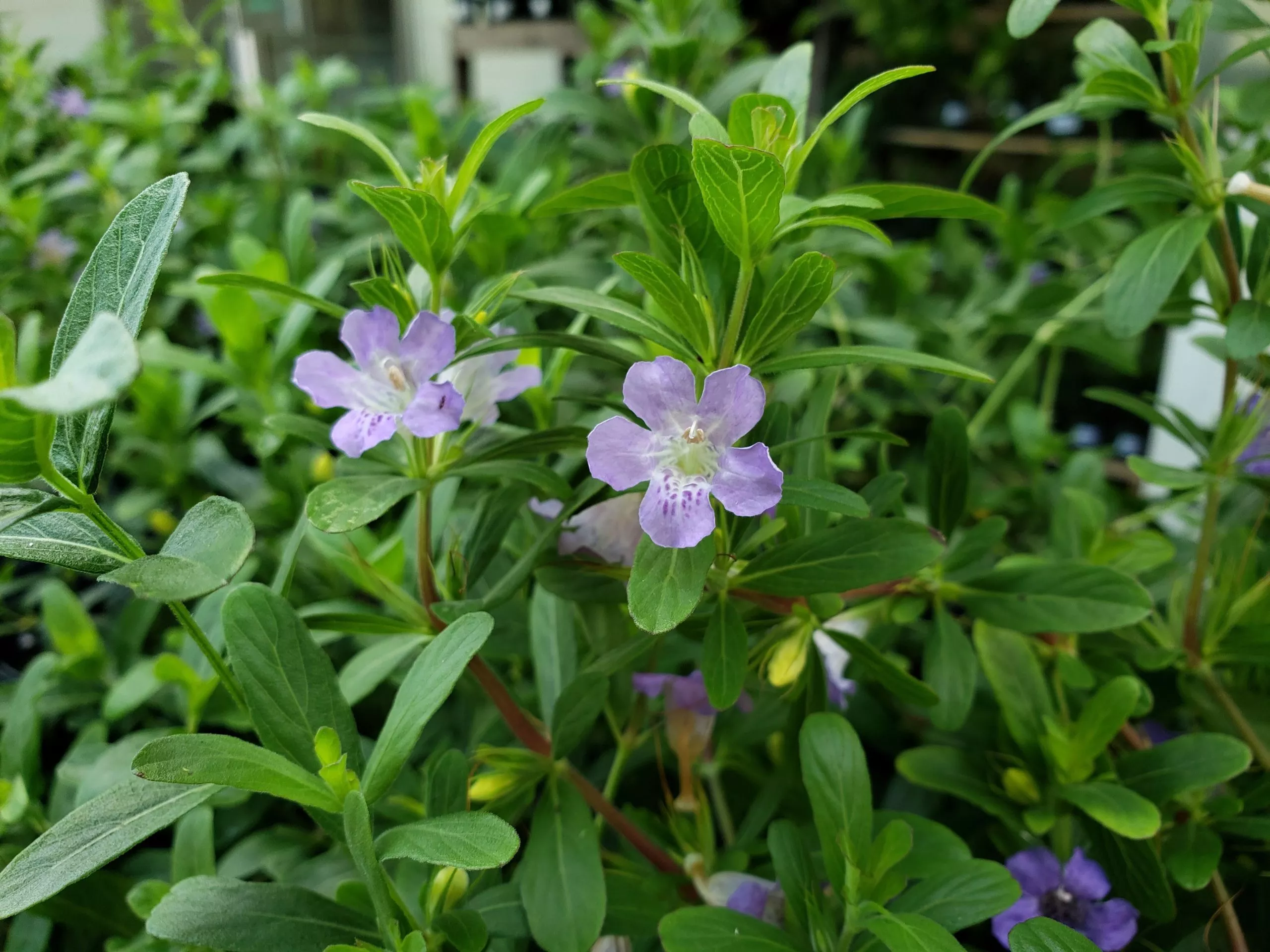 oblongleaf-twinflower Oblongleaf Twinflower