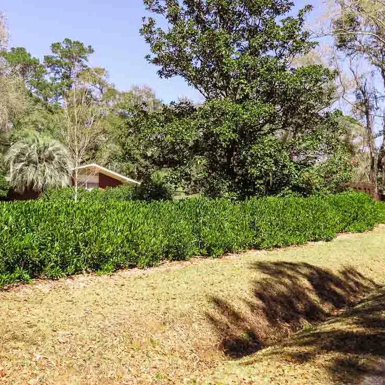 ocala-anise Ocala Anise
