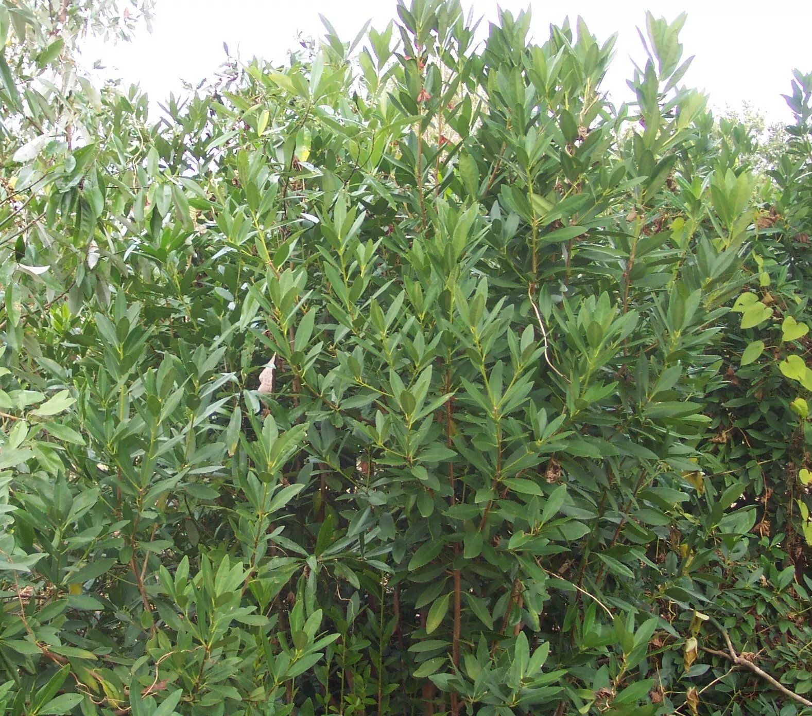 Ocala Yellow Anise