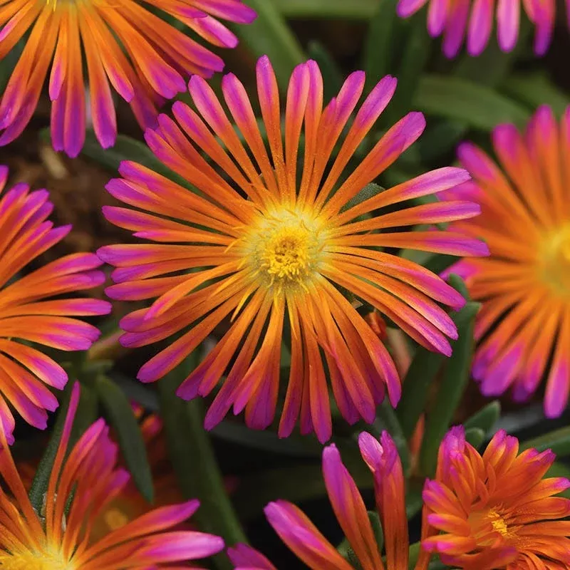 Ocean Sunset™ Orange Glow Ice Plant