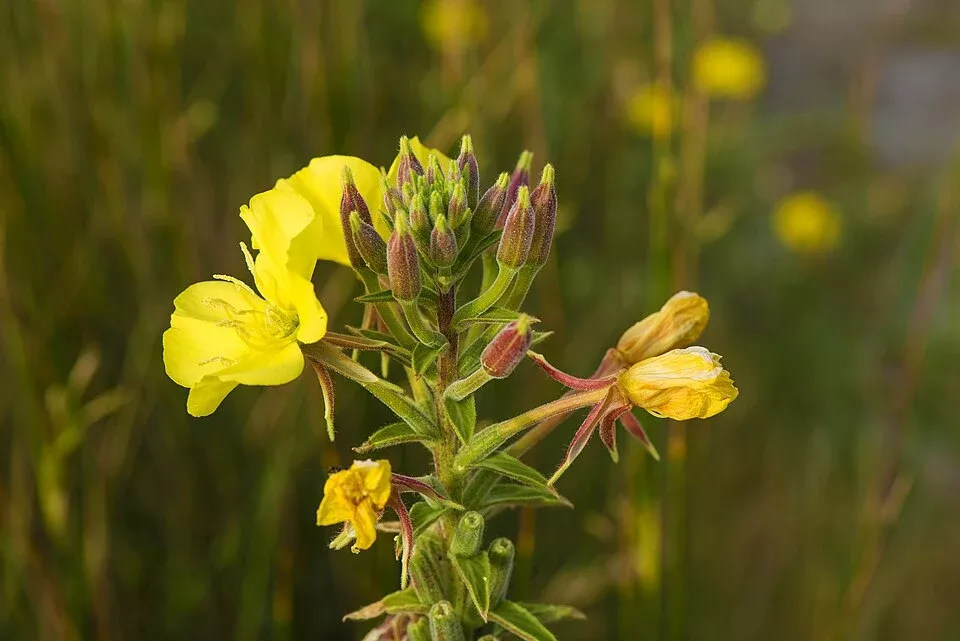 oenothera-biennis-evening-primrose Oenothera biennis Evening Primrose
