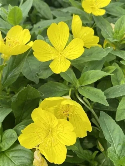 Oenothera fruticosa Youngii Evening Primrose