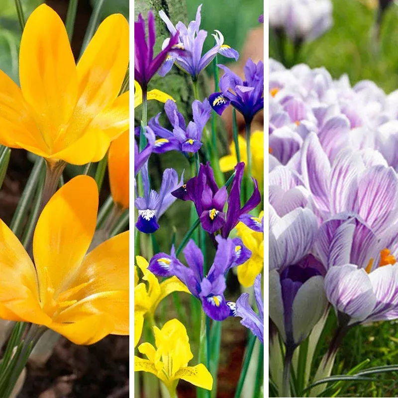 oh-deer-naturalizing-bulb-collection Oh Deer Naturalizing Bulb Collection