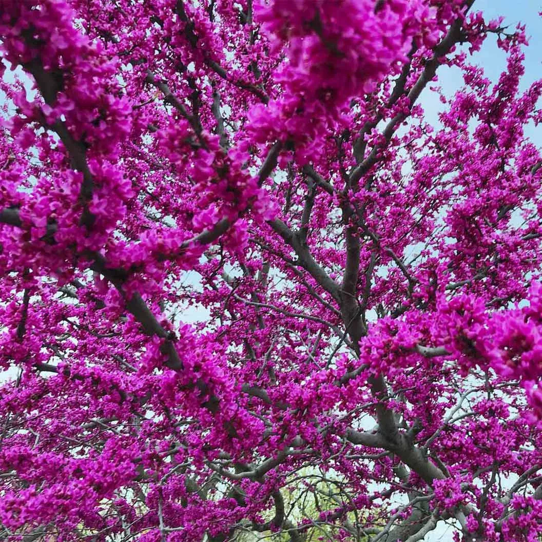 oklahoma-redbud-tree Oklahoma Redbud Tree