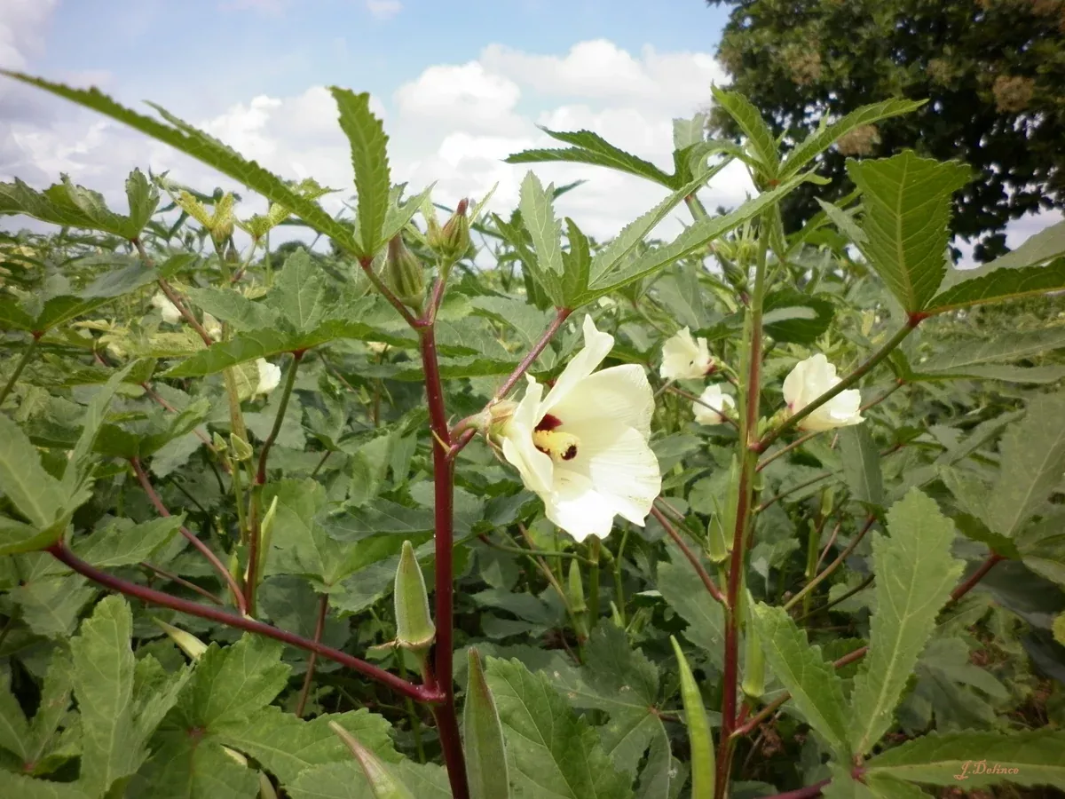 okra-clemson-spineless Okra: Clemson Spineless