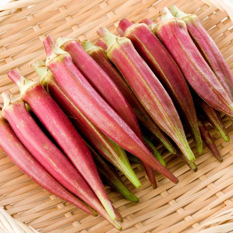 okra-seeds-jing-orange Okra Seeds - Jing Orange