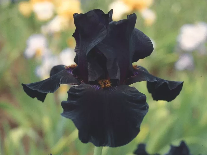 old-black-magic Old Black Magic