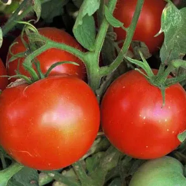 Old Brooks Tomato