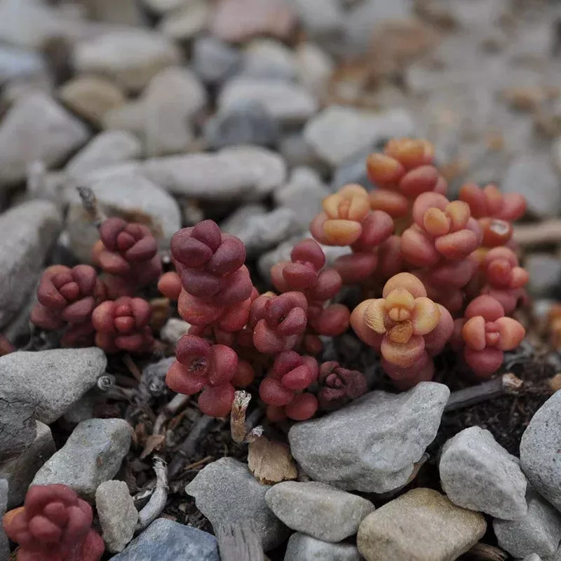 old-man-s-bones-sedum Old Man's Bones Sedum