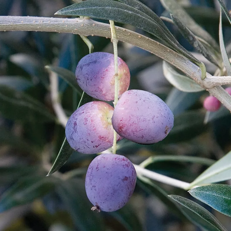 olive-tree-arbequina-olea-europaea Olive Tree Arbequina (Olea europaea)