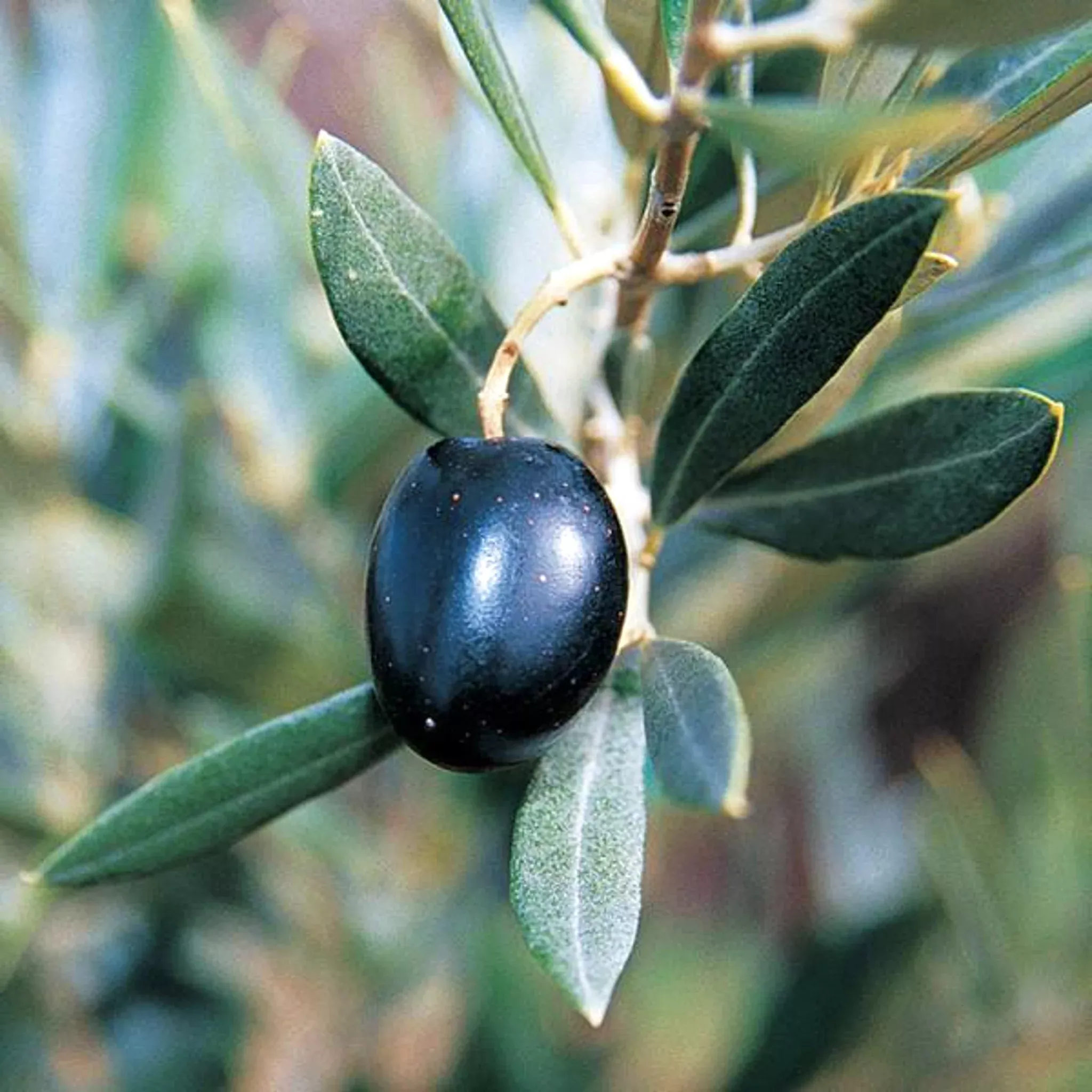 Olive