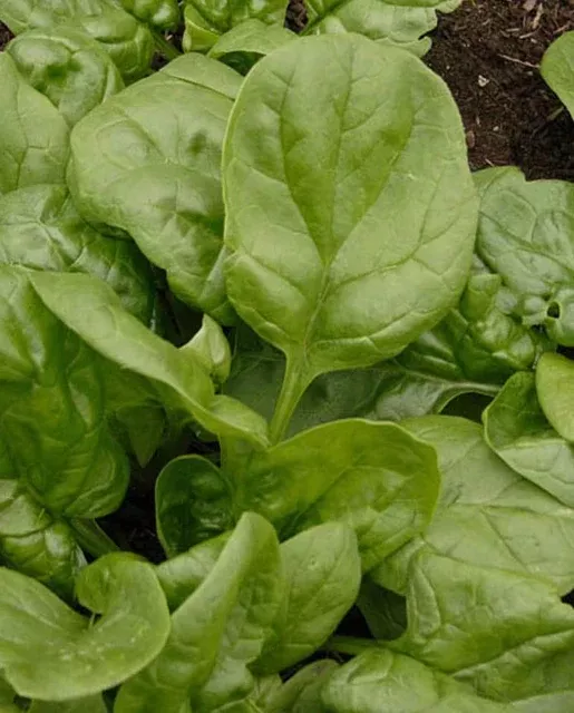 olympia-spinach Olympia Spinach