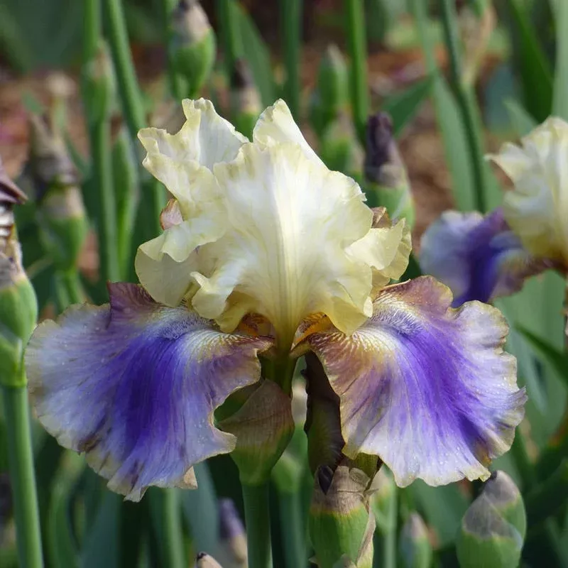 on-deck-reblooming-bearded-iris On Deck Reblooming Bearded Iris