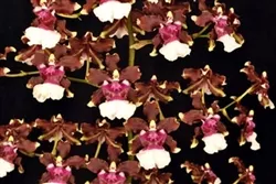 Oncidium AKA Baby 'Raspberry Chocolate, 4" Pots