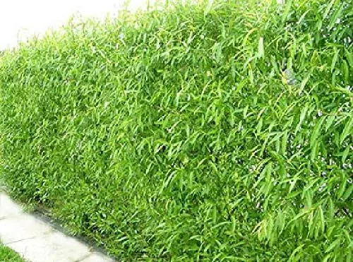 one-fastest-growing-tree-in-world-ready-to-plant-one-live-aussie-hybrid-willow-t (One) Fastest Growing Tree in The World – Ready to Plant – One Live Aussie Hybrid Willow Tree Rooted Cut – Great for Fast Shade – 10 feet in First Year – Austree Hybrid Willow Privacy Tree