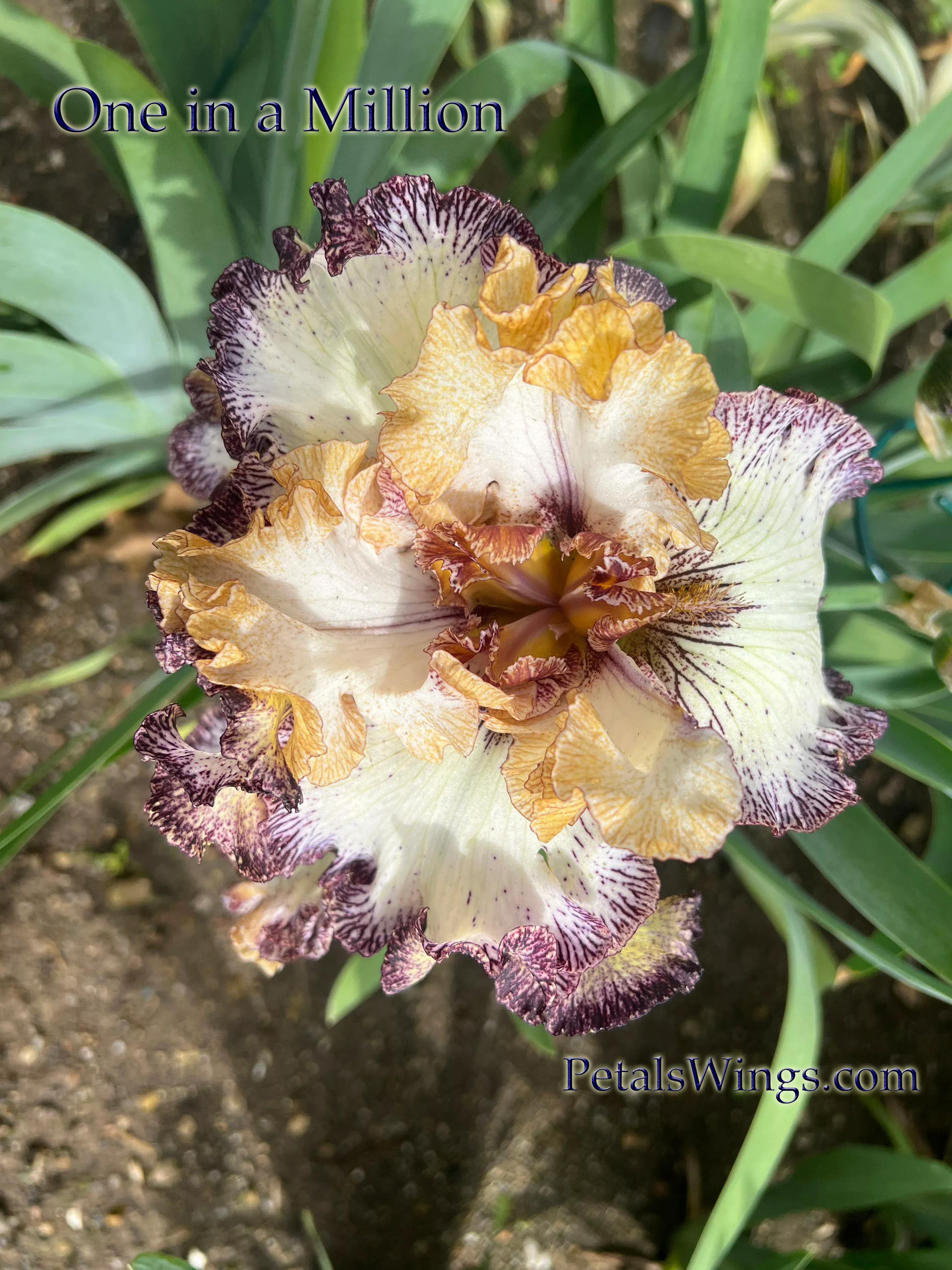 ONE IN A MILLION - 2023 TB - Fragrant