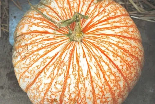 one-too-many-pumpkin One Too Many Pumpkin