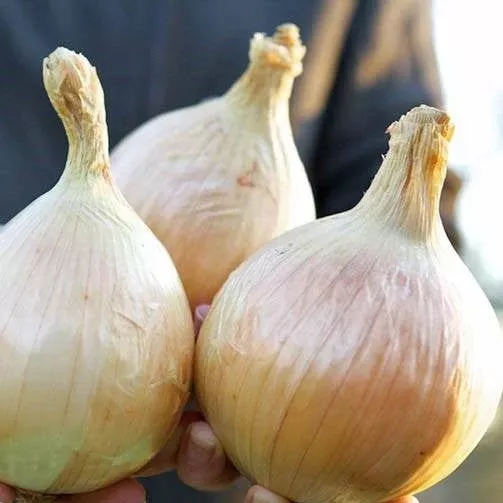 Onion: Alisa Craig Yellow Summer