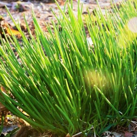 onion-chives Onion Chives