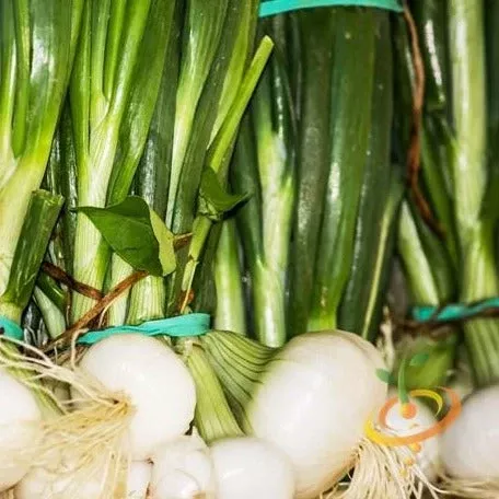 onion-walla-walla-sweet-long-day-seeds Onion - Walla Walla Sweet (Long Day) seeds
