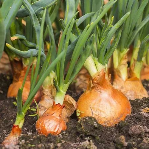 onion-yellow Onion (Yellow)