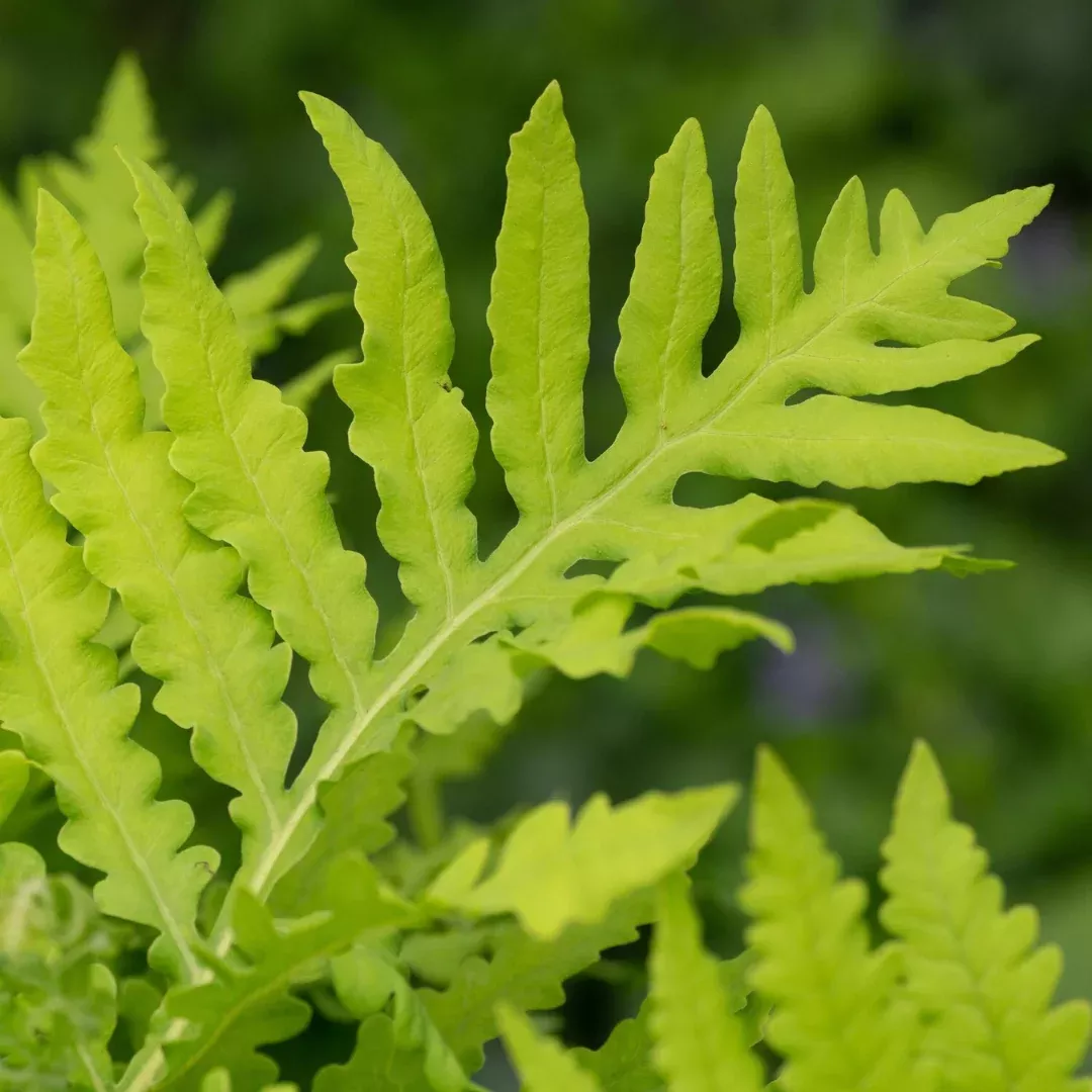 onoclea-sensitive-fern Onoclea 'Sensitive Fern'