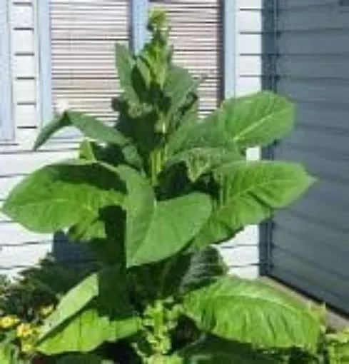 Ontario Light Tobacco Seeds