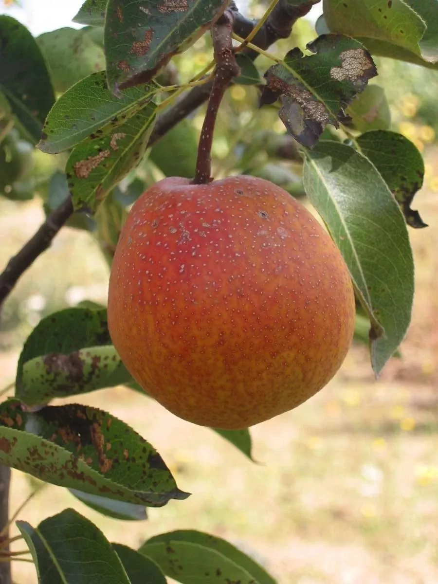 ooharabeni-asian-pear Ooharabeni Asian Pear