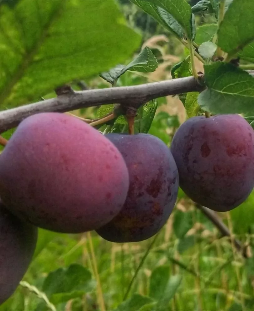 opal-european-plum Opal European Plum