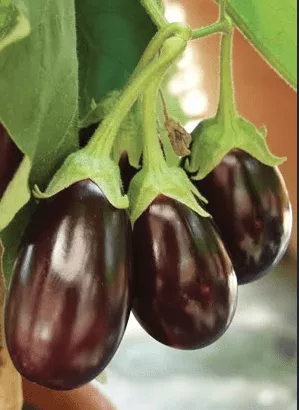 Open OPhelia Eggplant