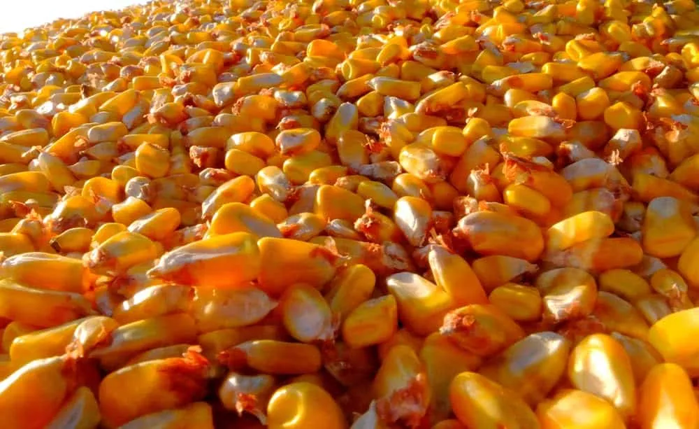 open-pollinated-yellow-dent-corn-seeds-planting-5-pounds Open Pollinated Yellow Dent Corn Seeds for Planting (5 Pounds)