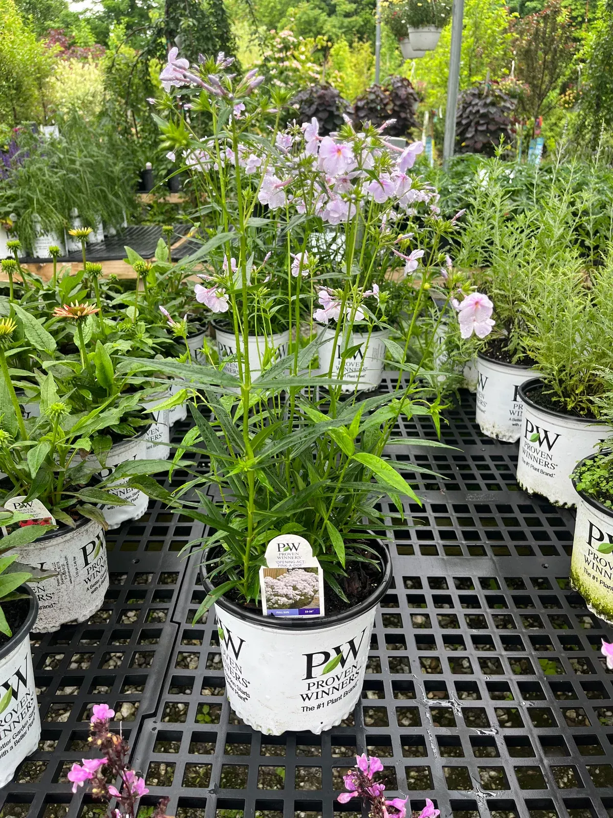 Opening Act Pink-A-Dot Phlox