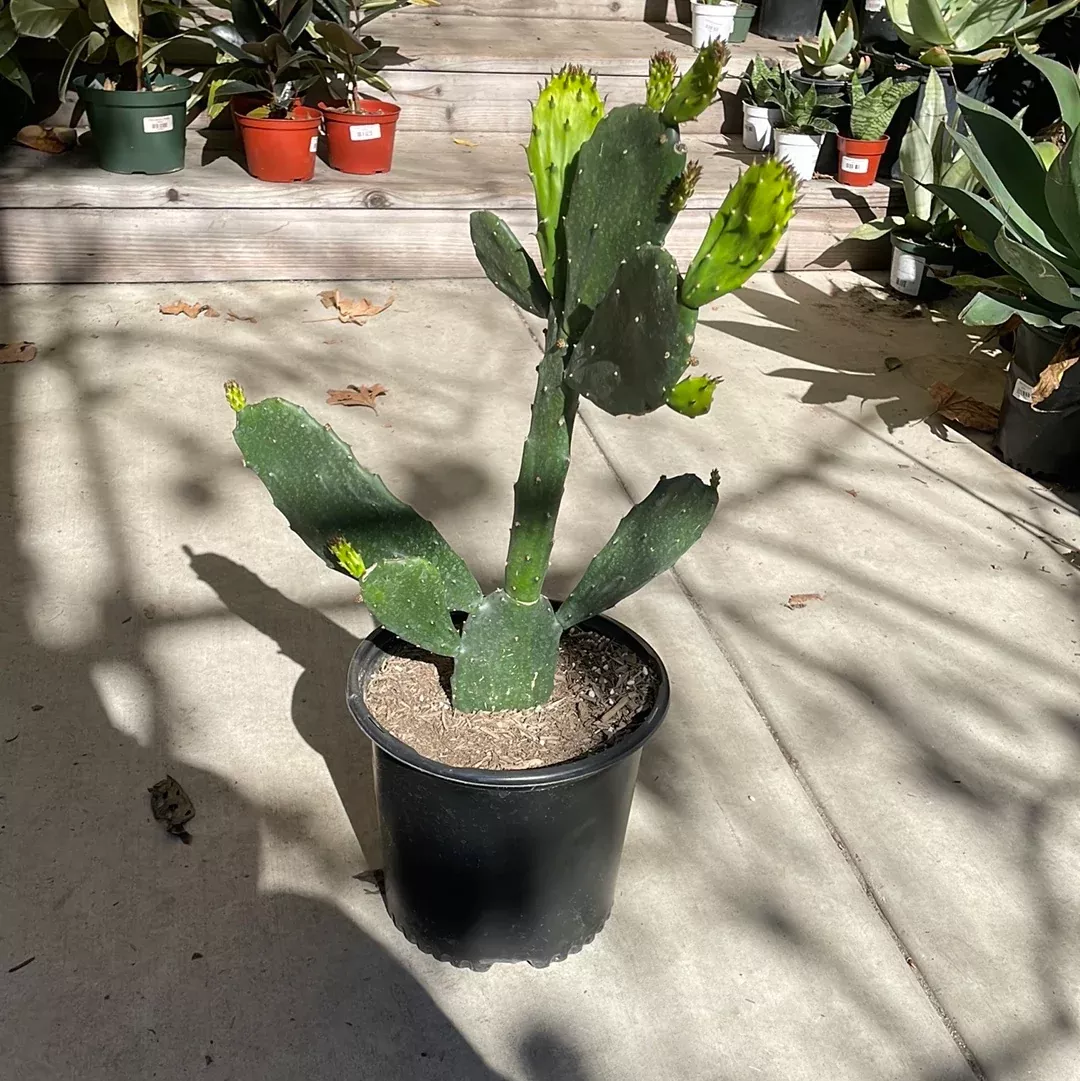 opuntia-green-form Opuntia Green Form