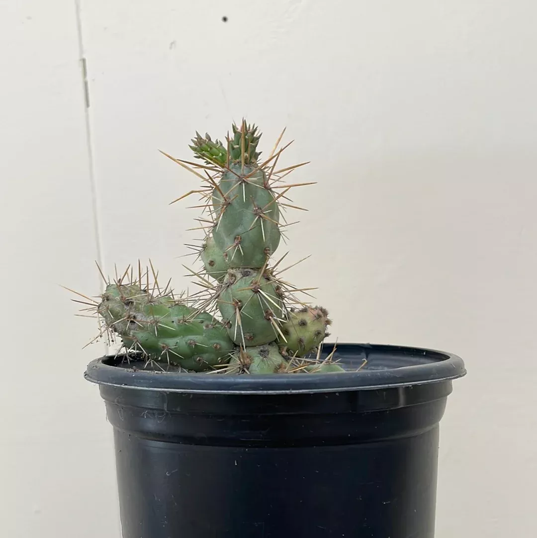 Opuntia prolifera