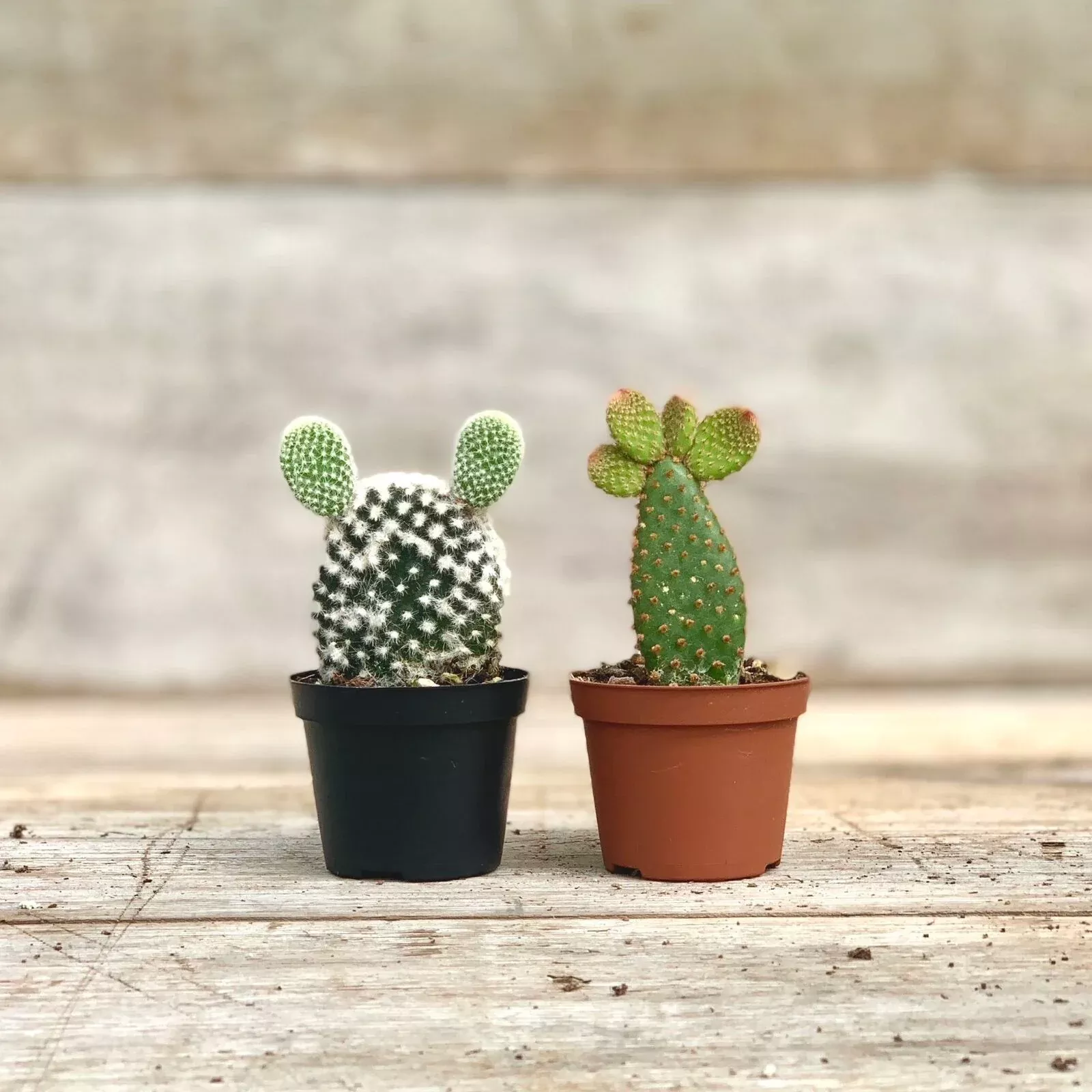Oputina 'Prickly Pear Cactus'