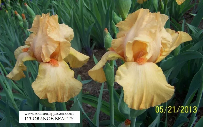 orange-beauty Orange Beauty