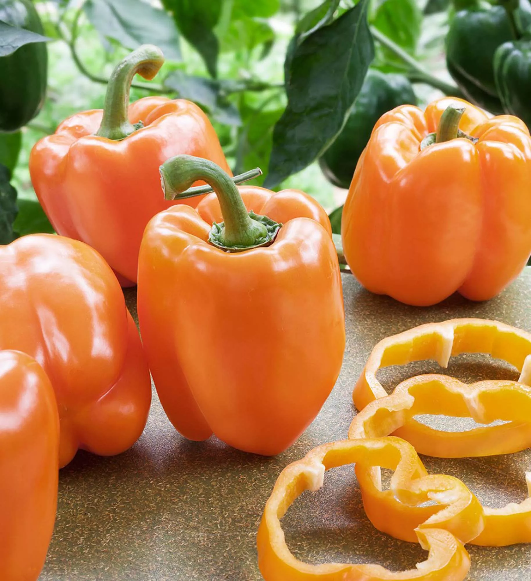 orange-bell-pepper-2-pack Orange Bell Pepper (2 Pack)