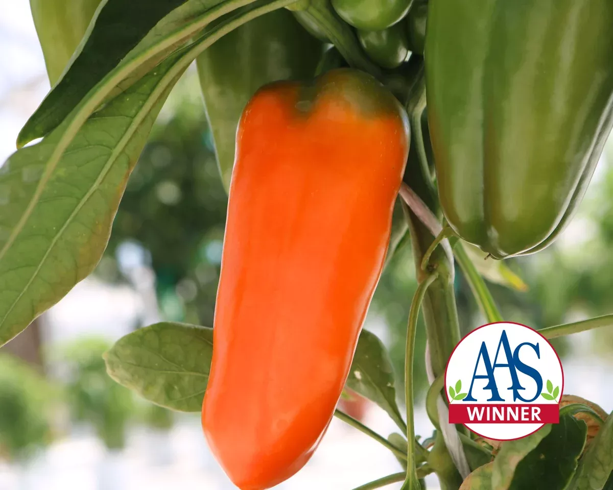 orange-blaze-hybrid-pepper-seeds Orange Blaze Hybrid Pepper Seeds