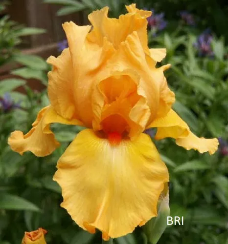 Orange Blossom Special
