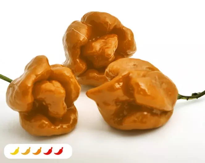 orange-butch-t-hot-pepper-2-pack Orange Butch T Hot Pepper (2 Pack)